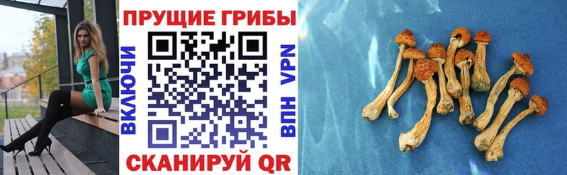 магазин продажи наркотиков  Арамиль  Псилоцибиновые грибы Psilocybe 